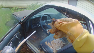 Bee Man Clearing Chevrolet El Camino of Giant European Hornet Nest: 'I'm Going to Need a Bigger Bag'